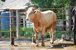 BÒ LAI CHAROLAIS